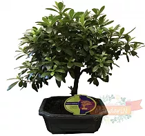 Цветущий бонсай Азалия D20 H30