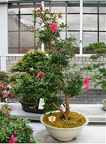 Цветущий бонсай Азалия D30 H70
