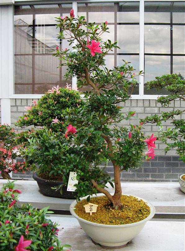 Цветущий бонсай Азалия - Bonsai Rhododendron D30 H70
