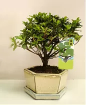 Цветущий бонсай Азалия D15 H25