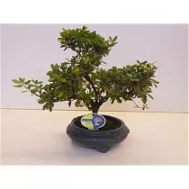 Цветущий бонсай Азалия D20 H30