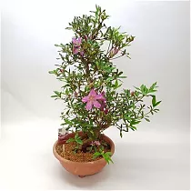 Цветущий бонсай Азалия D35 H70