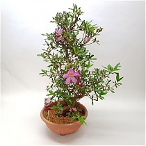 Цветущий бонсай Азалия - Bonsai Rhododendron D35 H70