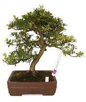 Цветущий бонсай Азалия D25 H40