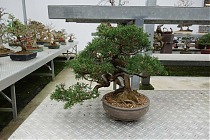Бонсай Можжевельник - Bonsai Juniperus H38