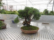 Бонсай Можжевельник - Bonsai Juniperus chinensis D25 H50