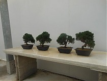 Бонсай Можжевельник - Bonsai Juniperus chinensis D21 H32