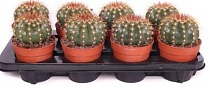 Мелокактус Бродвей - Melocactus Broadway D12 H20