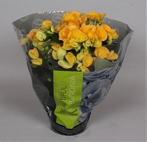 Бегония Ребекка желтая - Begonia Elatior Hf Rebecca D12 H30