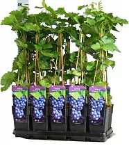 Вейгела цветущая Боскуп Глори - Weigela florida Bloscop Glory D2 H12