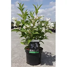 Вейгела гибридная Кандида - Weigela Candida D2 H12
