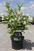 Вейгела гибридная Кандида - Weigela Candida D2 H12