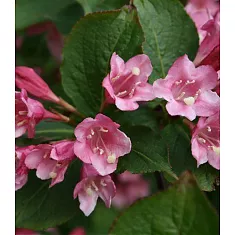 Вейгела ранняя Букет Роуз - Weigela praecox Bouquet Rose D2 H12