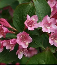 Вейгела ранняя Букет Роуз - Weigela praecox Bouquet Rose D2 H12
