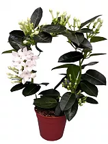 Стефанотис флорибунда - Stefanotis D10 H30