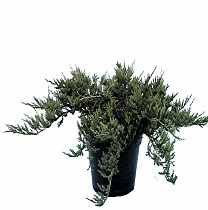 Блю Чип можжевельник горизонтальный (Juniperus squa Blue Chip) D13 H25
