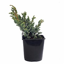 Мейери можжевельник чешуйчатый (Juniperus squamata Meyeri)  D17 H35
