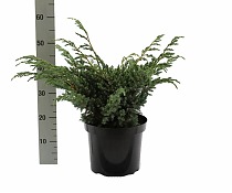 'Мейери' можжевельник чешуйчатый (Juniperus squamata Meyeri) D12 H45