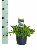 "Nana" можжевельник лежачий  (Juniperus procumbens 'Nana') D10 H20