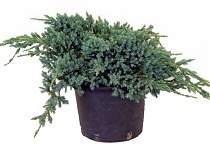Блю Стар чешуйчатый можжевельник (Juniperus squamata 'Blue Star'|) D17 H35