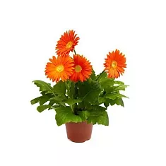 Гербера ораньжевая - Gerbera D15 H45
