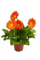 Гербера ораньжевая - Gerbera D15 H45