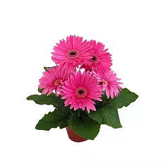 Гербера розовая - Gerbera D12 H25