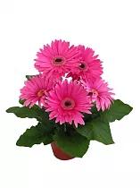Гербера розовая - Gerbera D12 H25