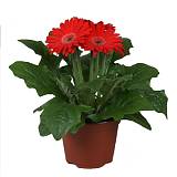 Гербера красная - Gerbera D12 H25