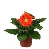 Гербера ораньжевая - Gerbera D12 H25
