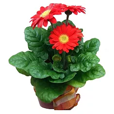 Гербера красная - Gerbera D12 H35