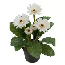 Гербера белая - Gerbera D15 H45