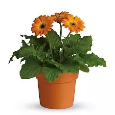 Гербера желто-ораньжевая - Gerbera D15 H45