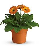 Гербера желто-ораньжевая - Gerbera D15 H45