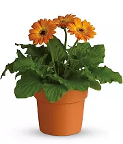 Гербера желто-ораньжевая - Gerbera D15 H45