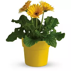 Гербера желтая - Gerbera D18 H65