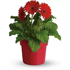 Гербера красная - Gerbera D18 H65