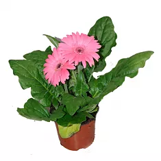Гербера розовая - Gerbera D12 H25