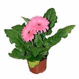 Гербера розовая - Gerbera D12 H25