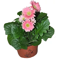Гербера розовая - Gerbera D15 H45