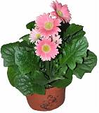 Гербера розовая - Gerbera D15 H45