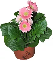 Гербера розовая - Gerbera D15 H45