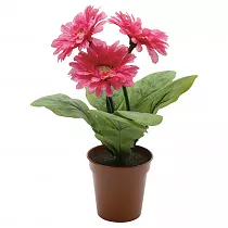 Гербера розовая - Gerbera D15 H45