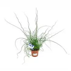 Джункус спиральный - Juncus Spiralis Unicorn D6 H30