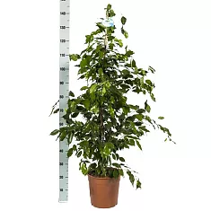 Фикус Бенджамина Экзотика - Ficus benjamina Exotica D35 H150