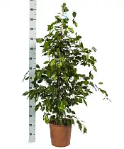 Фикус Бенджамина Экзотика - Ficus benjamina Exotica D35 H150