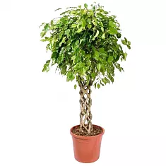 Фикус Бенджамина Экзотика труба - Ficus Be Exotica Tube D30 H130