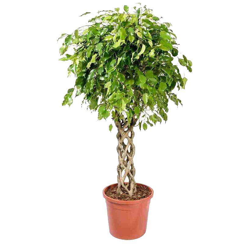 Фикус Бенджамина Экзотика труба - Ficus Be Exotica Tube D30 H130