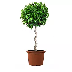 Фикус Бенджамина Экзотика спираль - Ficus benjamina Exotica D40 H140