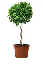 Фикус Бенджамина Экзотика спираль - Ficus benjamina Exotica D40 H140